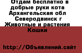 Отдам бесплатно в добрые руки кота - Архангельская обл., Северодвинск г. Животные и растения » Кошки   